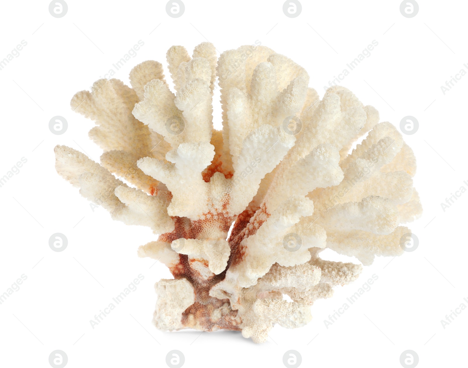 Photo of Beautiful exotic sea coral isolated on white