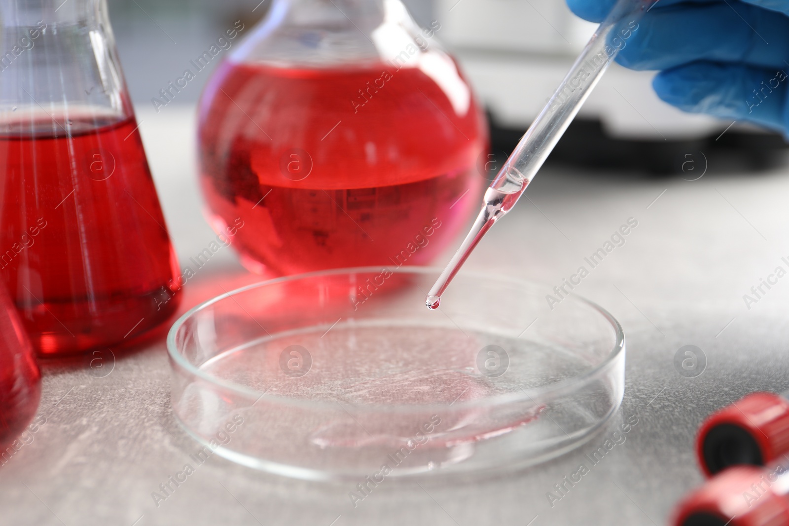 Photo of Laboratory analysis. Dripping red liquid into Petri dish on light grey table, closeup