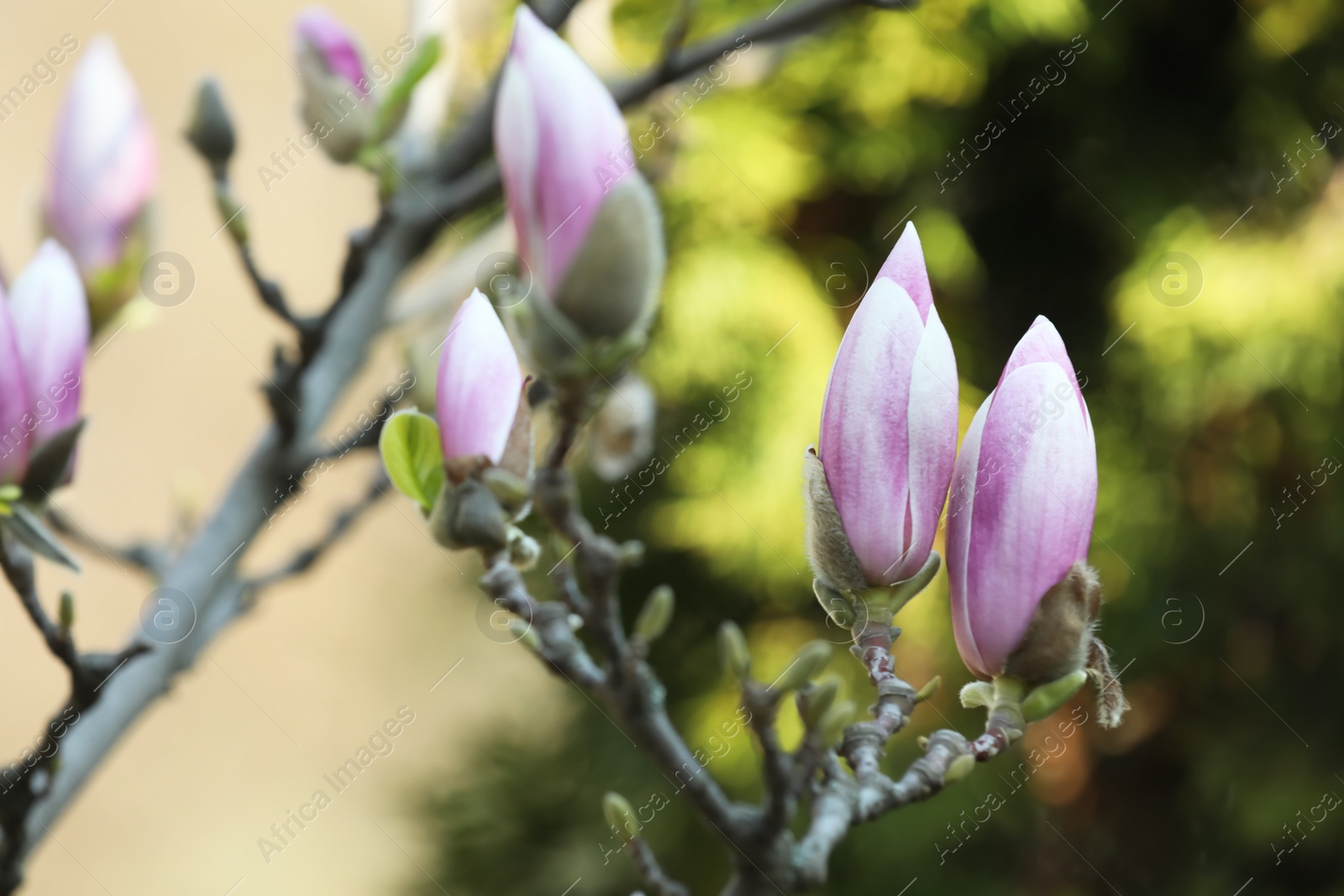 Photo of Beautiful blooming Magnolia tree on sunny day outdoors, closeup