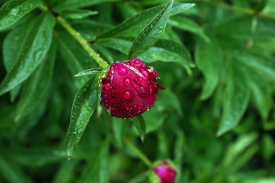 Photo of Beautiful red peony flower with dew drops outdoors, closeup