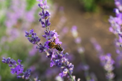 Photo of Closeup view of beautiful lavender flowers with bee in field, space for text