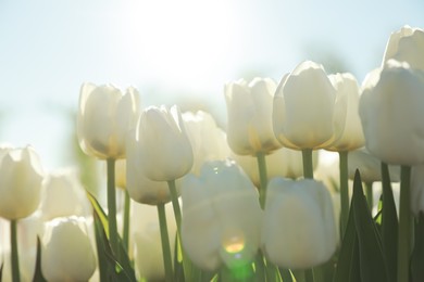 Blossoming tulips in field on sunny day, closeup