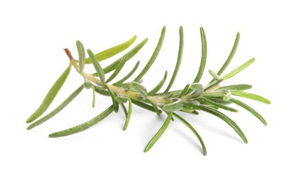 Sprig of fresh rosemary isolated on white