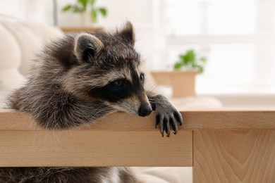 Photo of Cute funny raccoon resting on sofa indoors