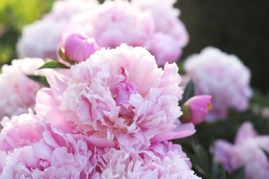 Photo of Beautiful pink peony flowers outdoors, closeup view
