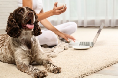 Photo of Adorable Russian Spaniel with owner on light carpet indoors, closeup view. Space for text