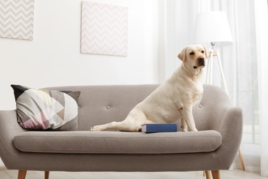 Photo of Adorable yellow labrador retriever on couch indoors