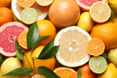 Different ripe citrus fruits with green leaves as background, top view