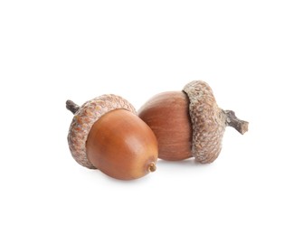 Photo of Two beautiful brown acorns on white background