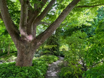 Photo of Beautiful big tree with green leaves and other plants in park