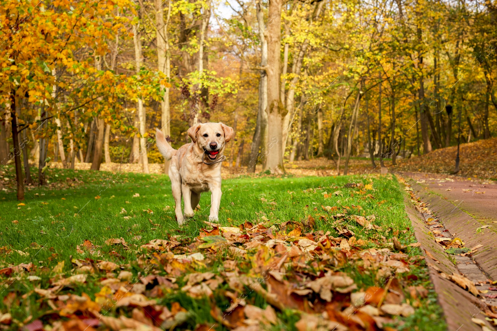 Photo of Cute Labrador Retriever dog with toy ball in sunny autumn park. Space for text