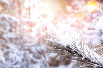 Image of Beautiful conifer tree branch covered with snow on sunny day, closeup 