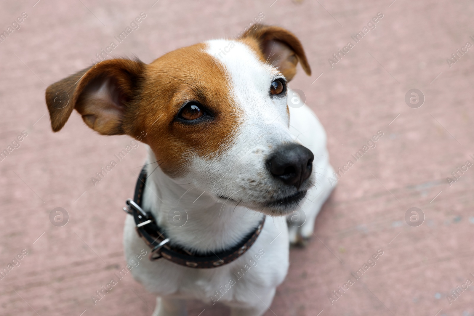 Photo of Beautiful Jack Russell Terrier in black leather dog collar outdoors