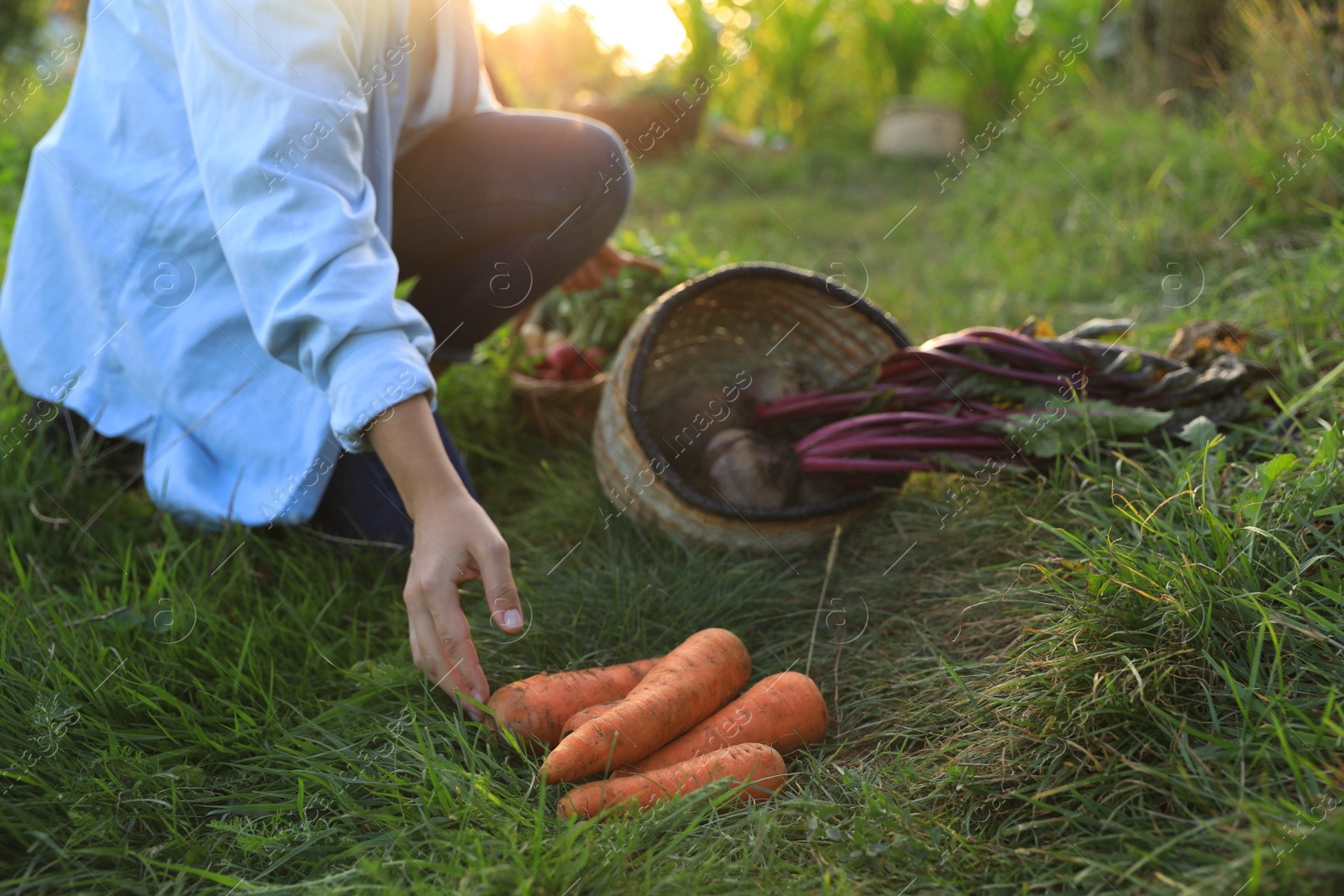 Photo of Woman harvesting different fresh ripe vegetables on farm, closeup