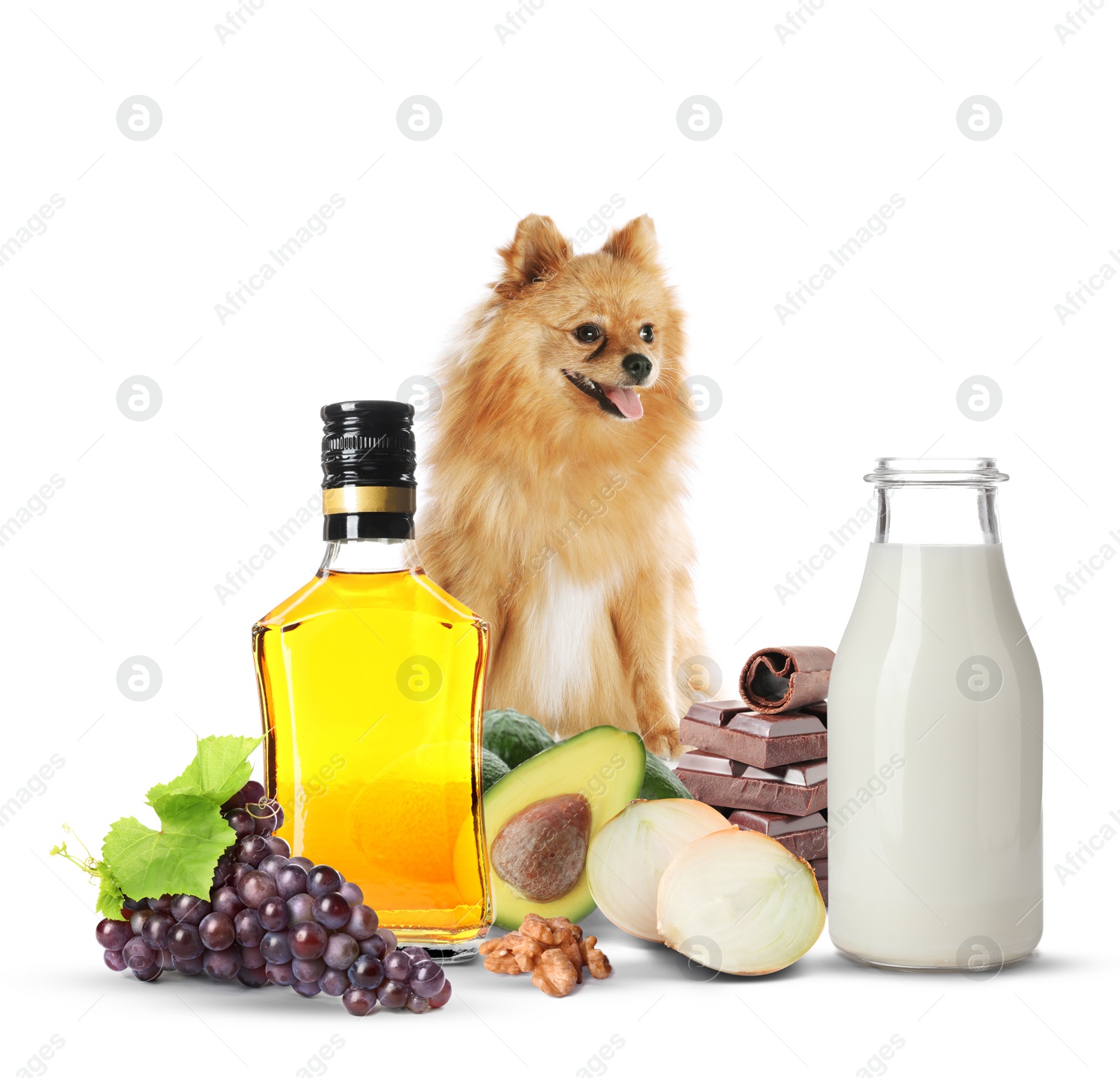 Image of Cute Pomeranian Spitz and group of different products toxic for dog on white background