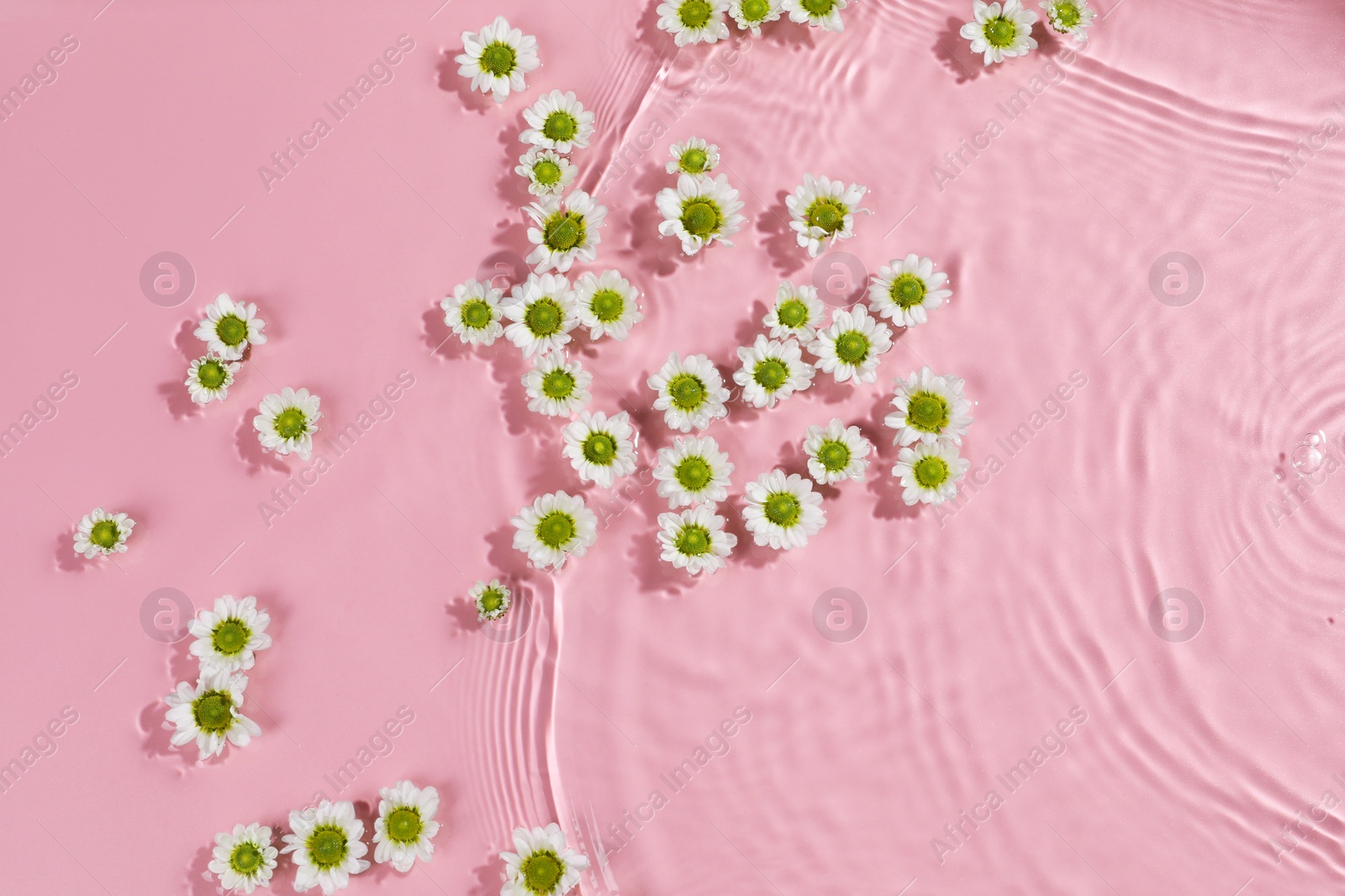 Photo of Beautiful chrysanthemum flowers in water on pink background, top view