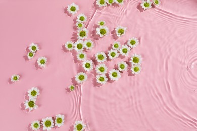 Photo of Beautiful chrysanthemum flowers in water on pink background, top view