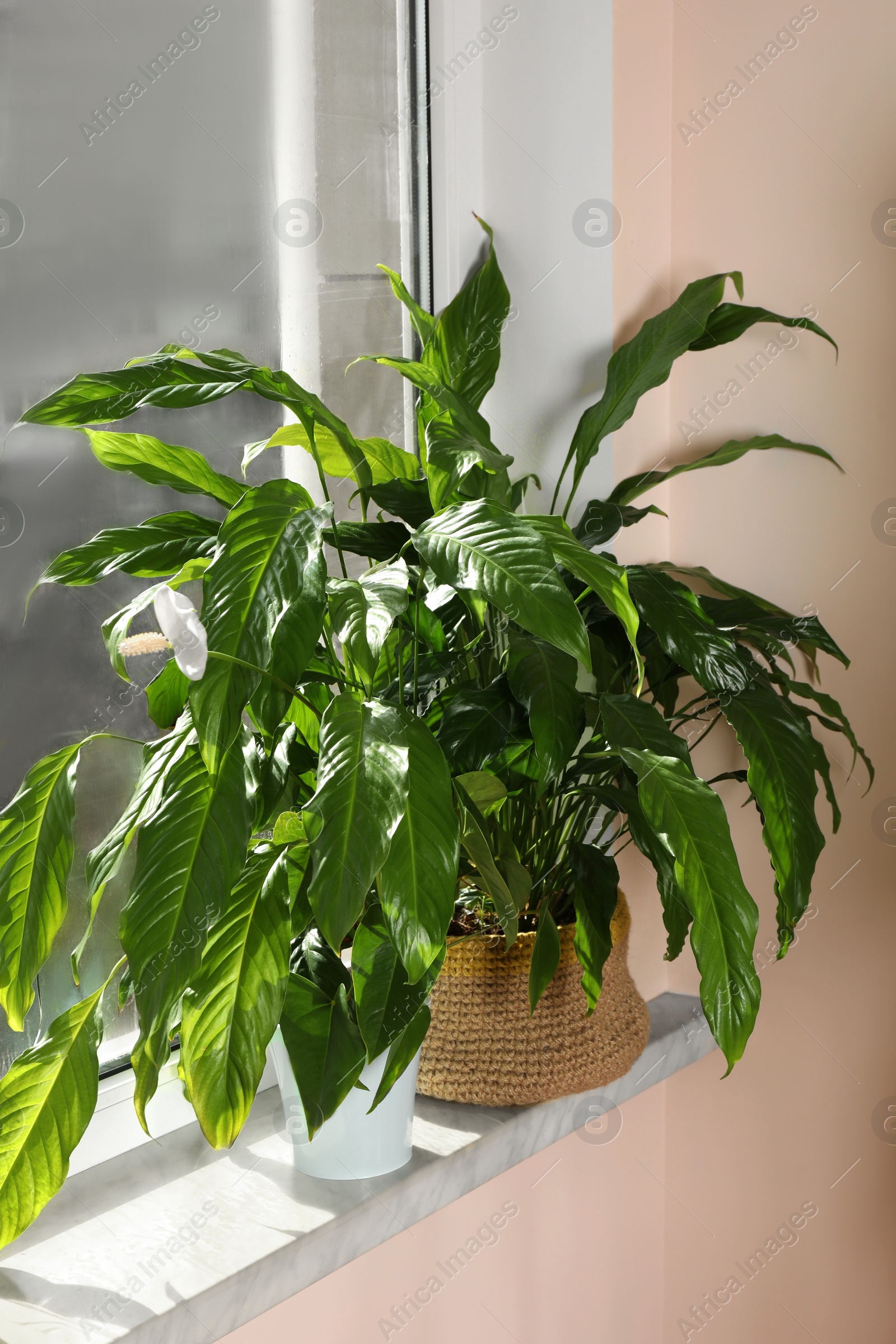 Photo of Beautiful spathiphyllum in pots on windowsill indoors. House decor