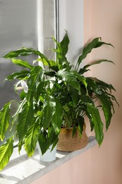 Photo of Beautiful spathiphyllum in pots on windowsill indoors. House decor