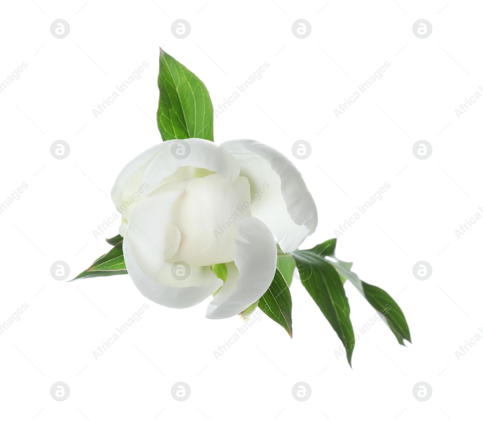 Photo of Beautiful blooming peony flower isolated on white