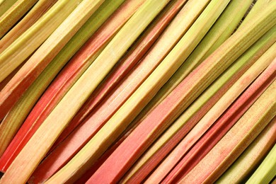 Many ripe rhubarb stalks as background, top view