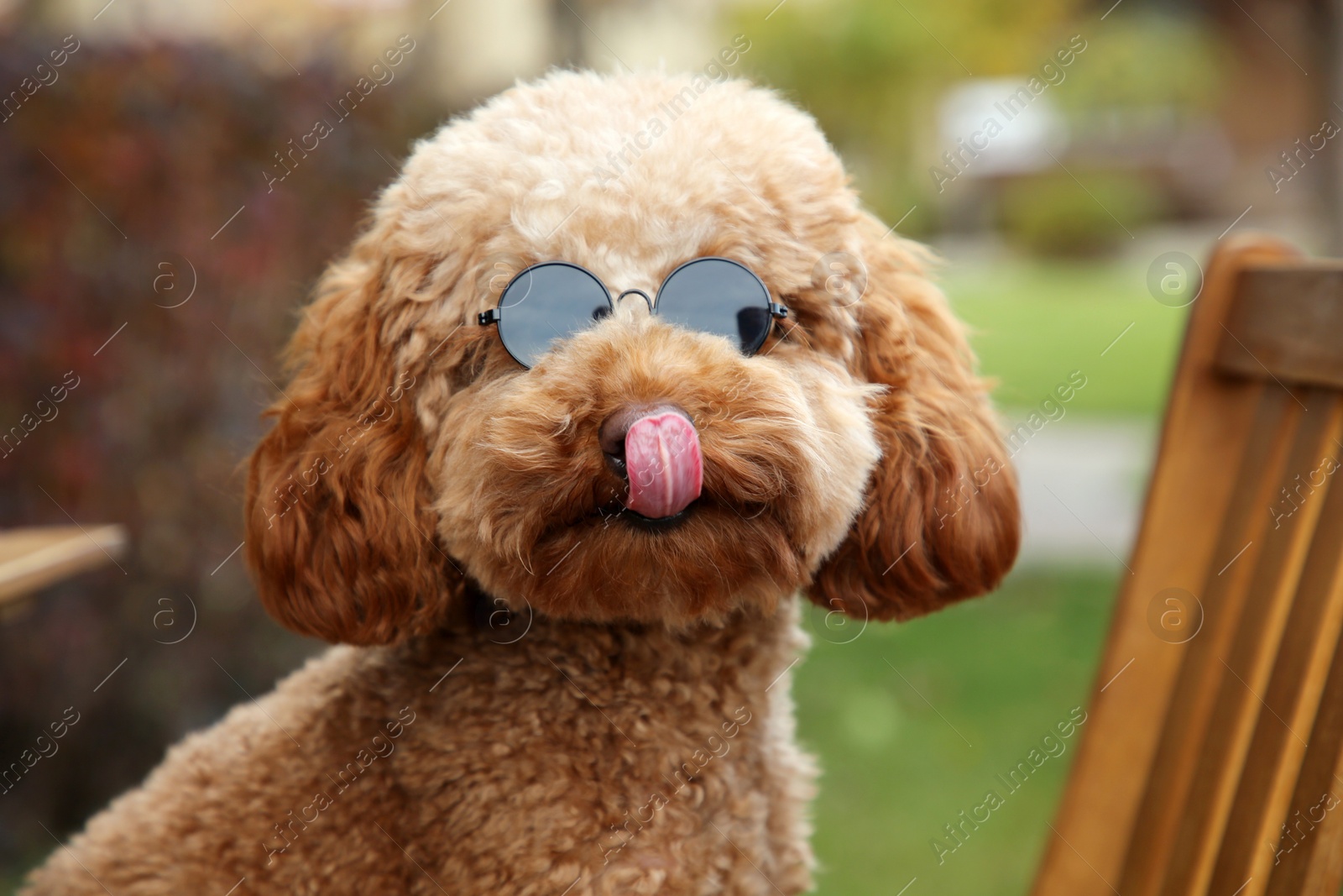 Photo of Cute fluffy dog in sunglasses on blurred background