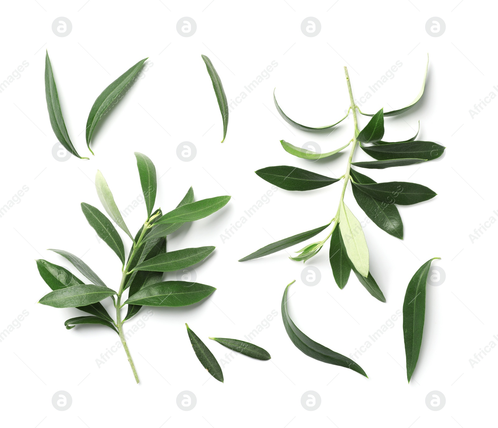 Photo of Composition with fresh green olive leaves and twigs on white background, top view