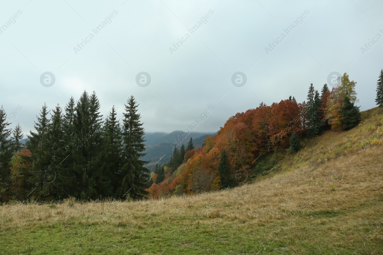 Photo of Picturesque view of beautiful mountains with forest. Autumn season