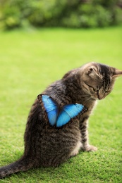 Photo of Cute tabby cat with beautiful Blue Morpho butterfly on green grass