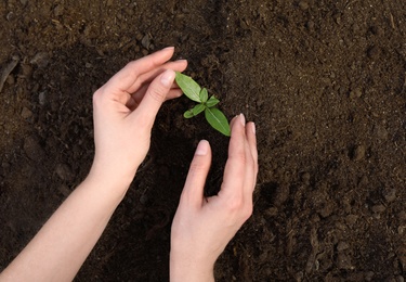 Photo of Woman taking care of seedling in soil, top view. Space for text