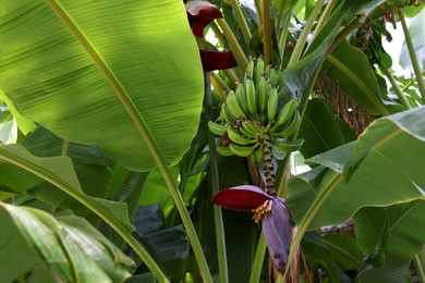 Tropical plant with green leaves and ripening bananas outdoors