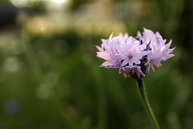 Photo of Beautiful violet cornflower outdoors on summer day, closeup