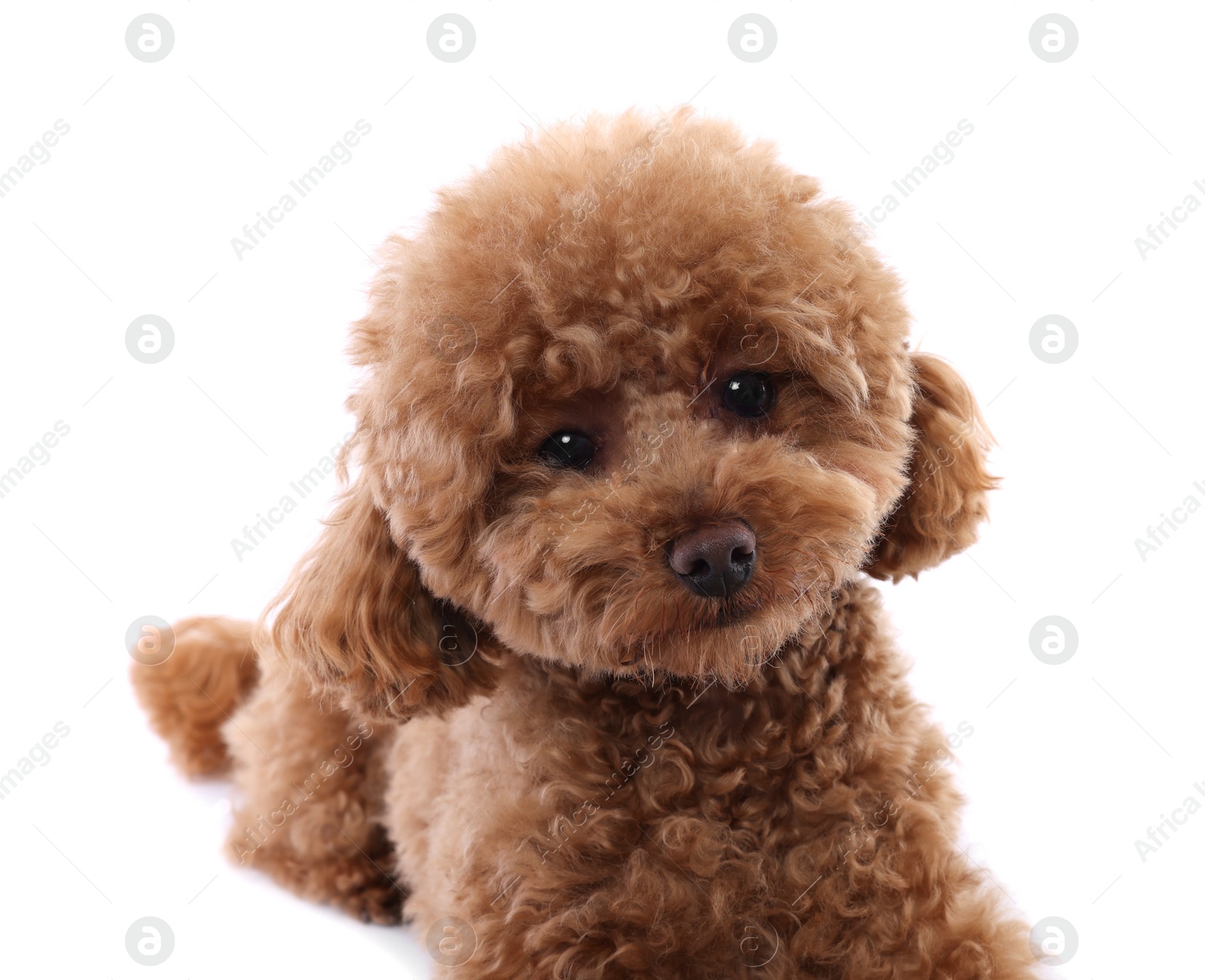 Photo of Cute Maltipoo dog on white background. Lovely pet