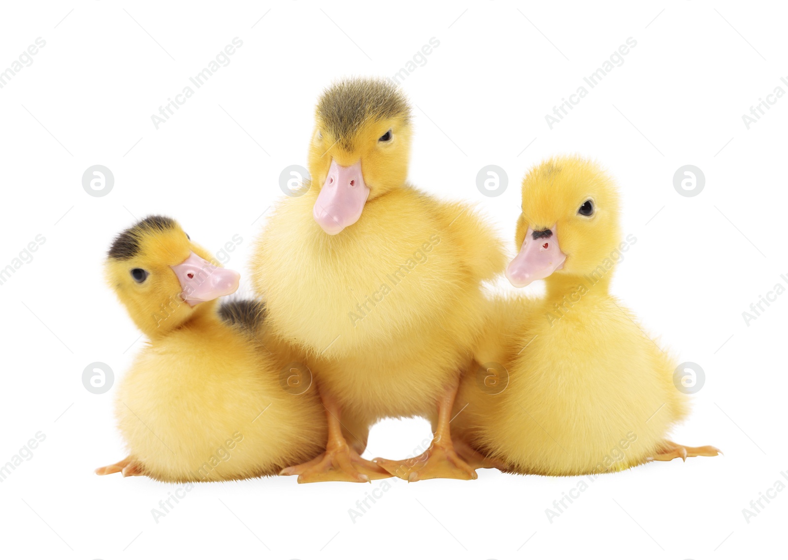 Photo of Baby animals. Cute fluffy ducklings on white background