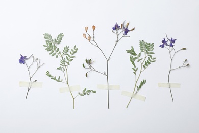 Wild dried meadow flowers on white background, top view