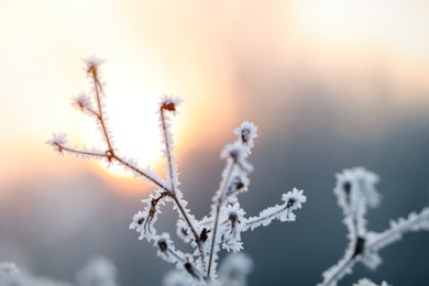 Photo of Dry plant covered with hoarfrost outdoors on winter morning, closeup