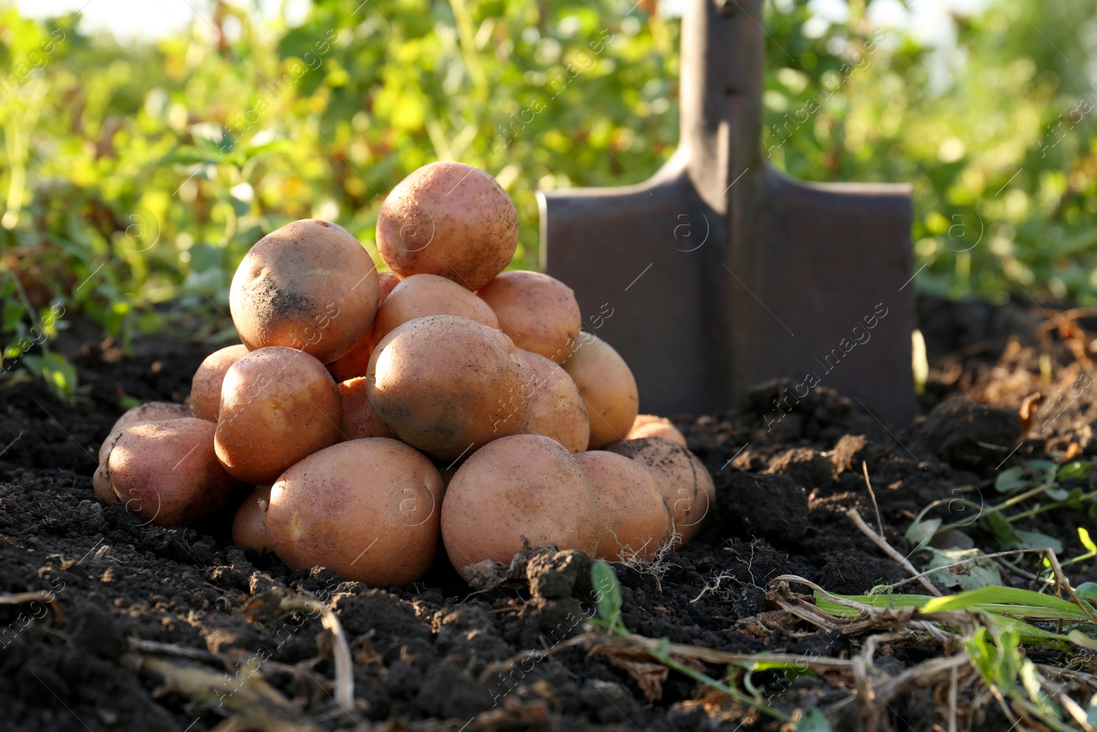 Photo of Pile of ripe potatoes and shovel on ground outdoors