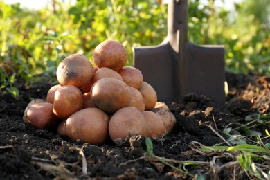 Pile of ripe potatoes and shovel on ground outdoors