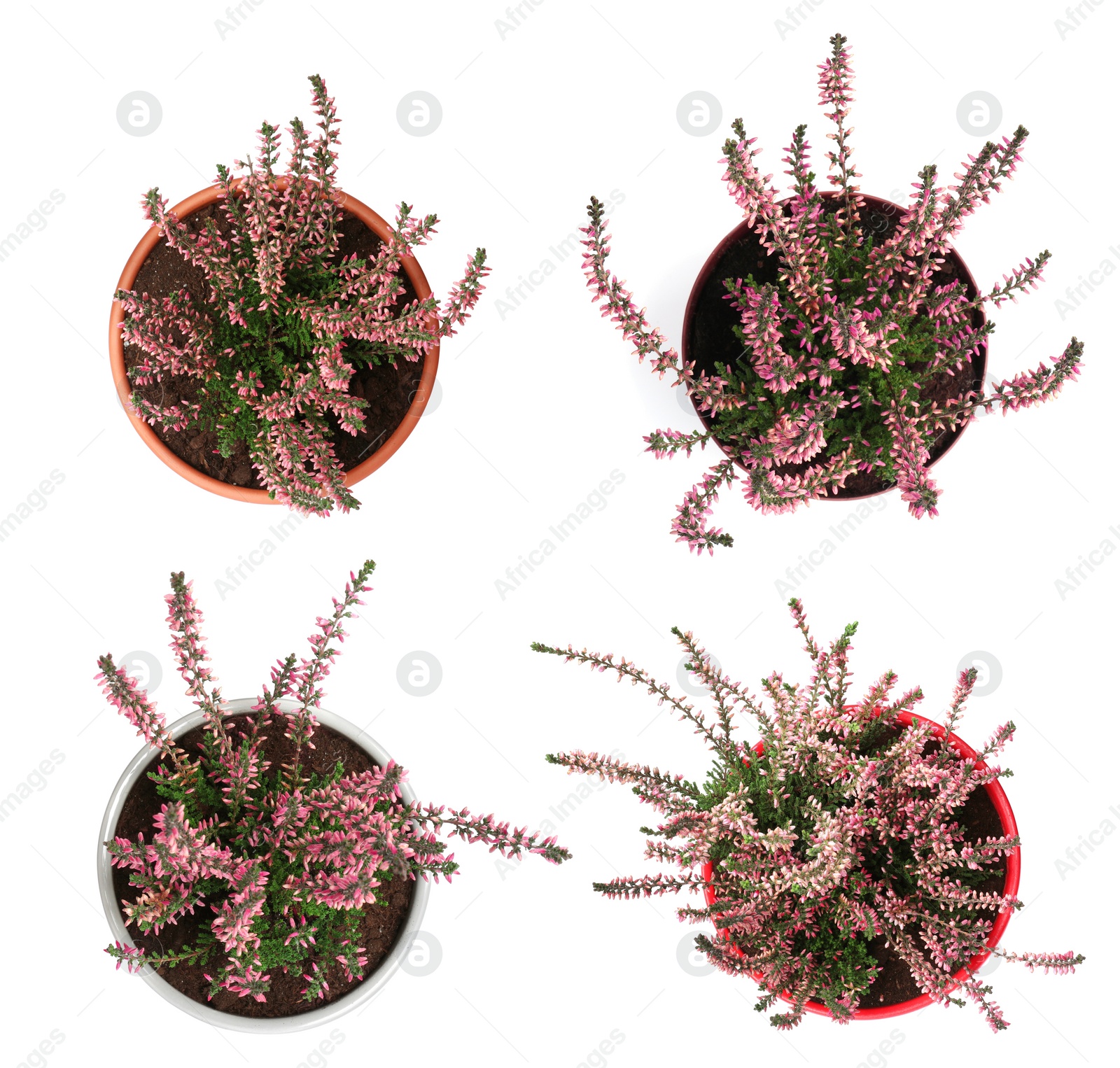 Image of Top view of potted heathers with beautiful flowers on white background, collage