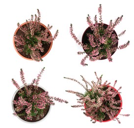 Image of Top view of potted heathers with beautiful flowers on white background, collage