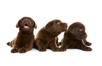 Photo of Chocolate Labrador Retriever puppies on white background