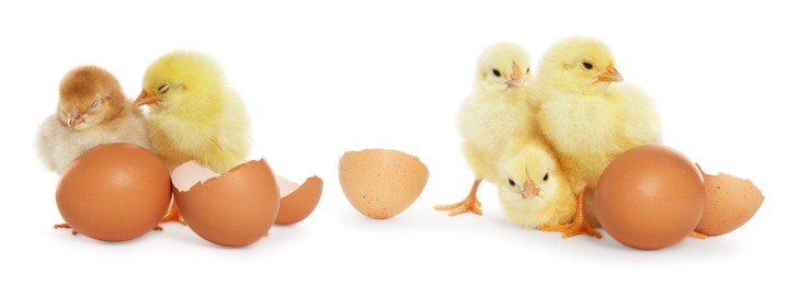 Image of Collage with small cute baby chickens and eggs isolated on white