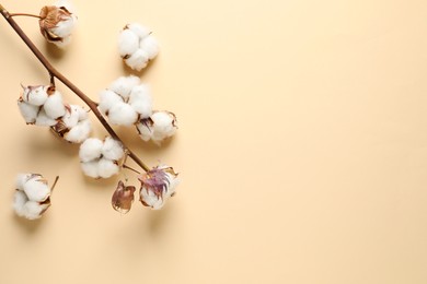 Photo of Dry cotton branch with fluffy flowers on beige background, flat lay. Space for text