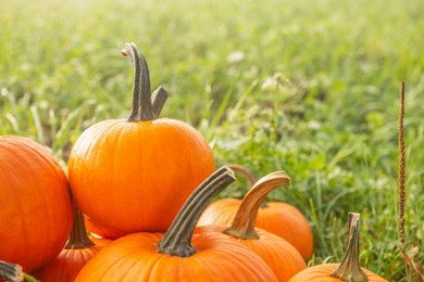 Many ripe orange pumpkins on green grass outdoors, closeup. Space for text