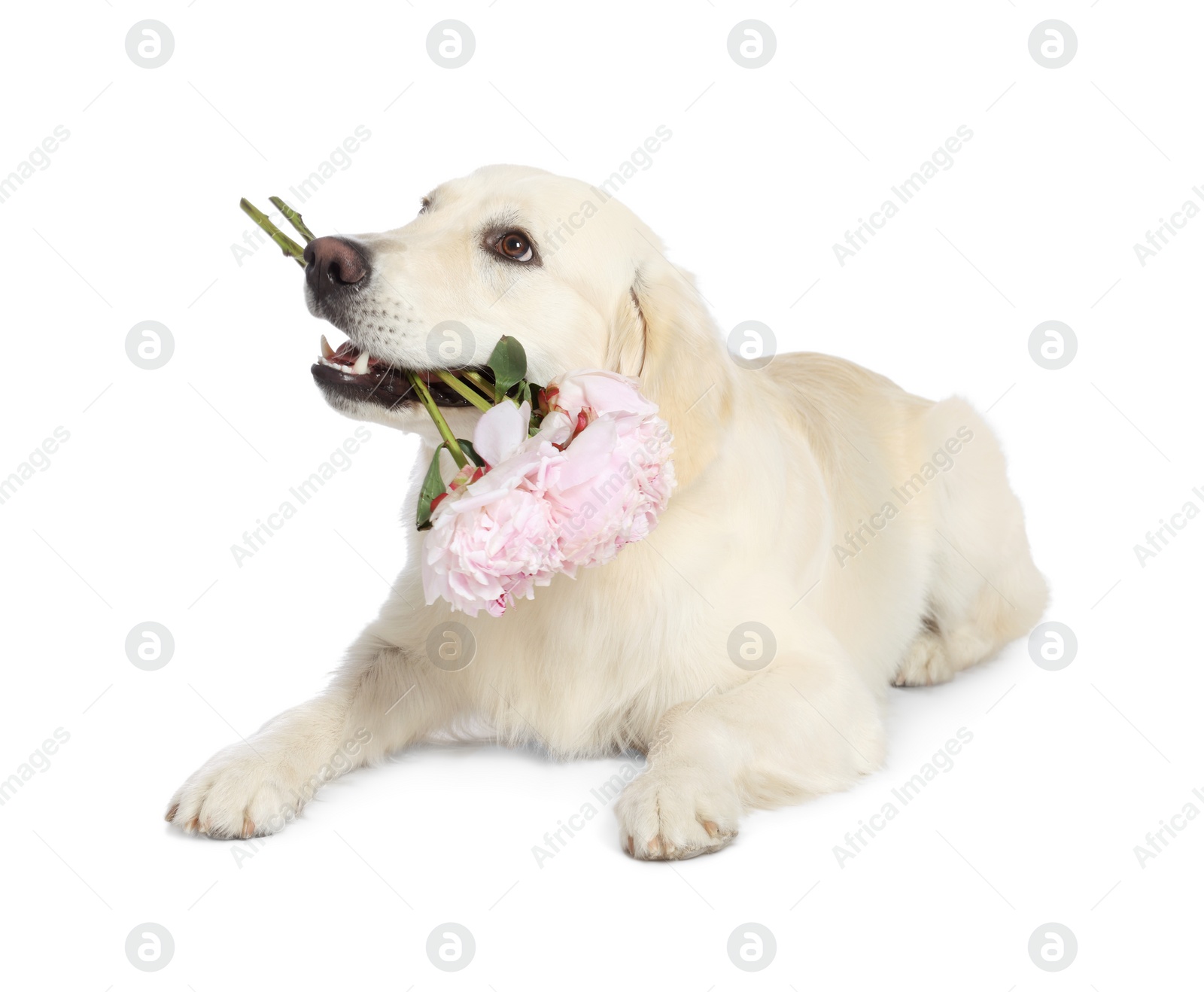 Photo of Cute Labrador Retriever with beautiful peony flowers on white background