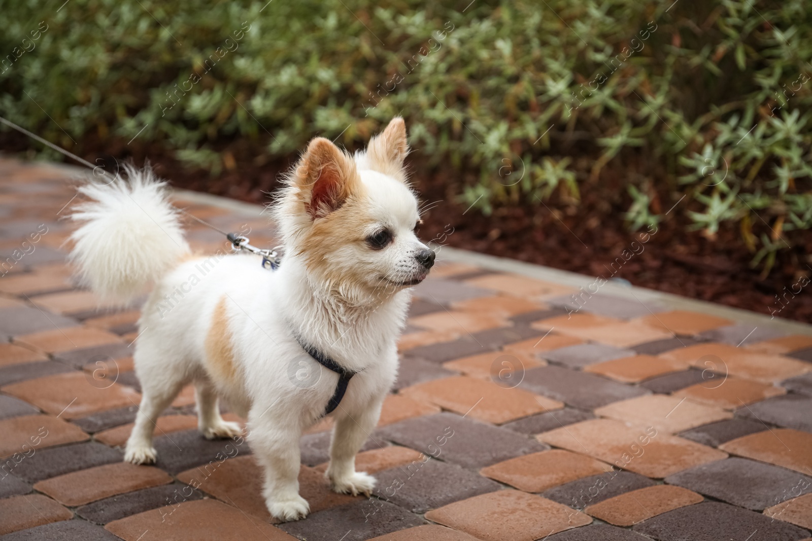 Photo of Cute Chihuahua with leash on walkway outdoors. Dog walking