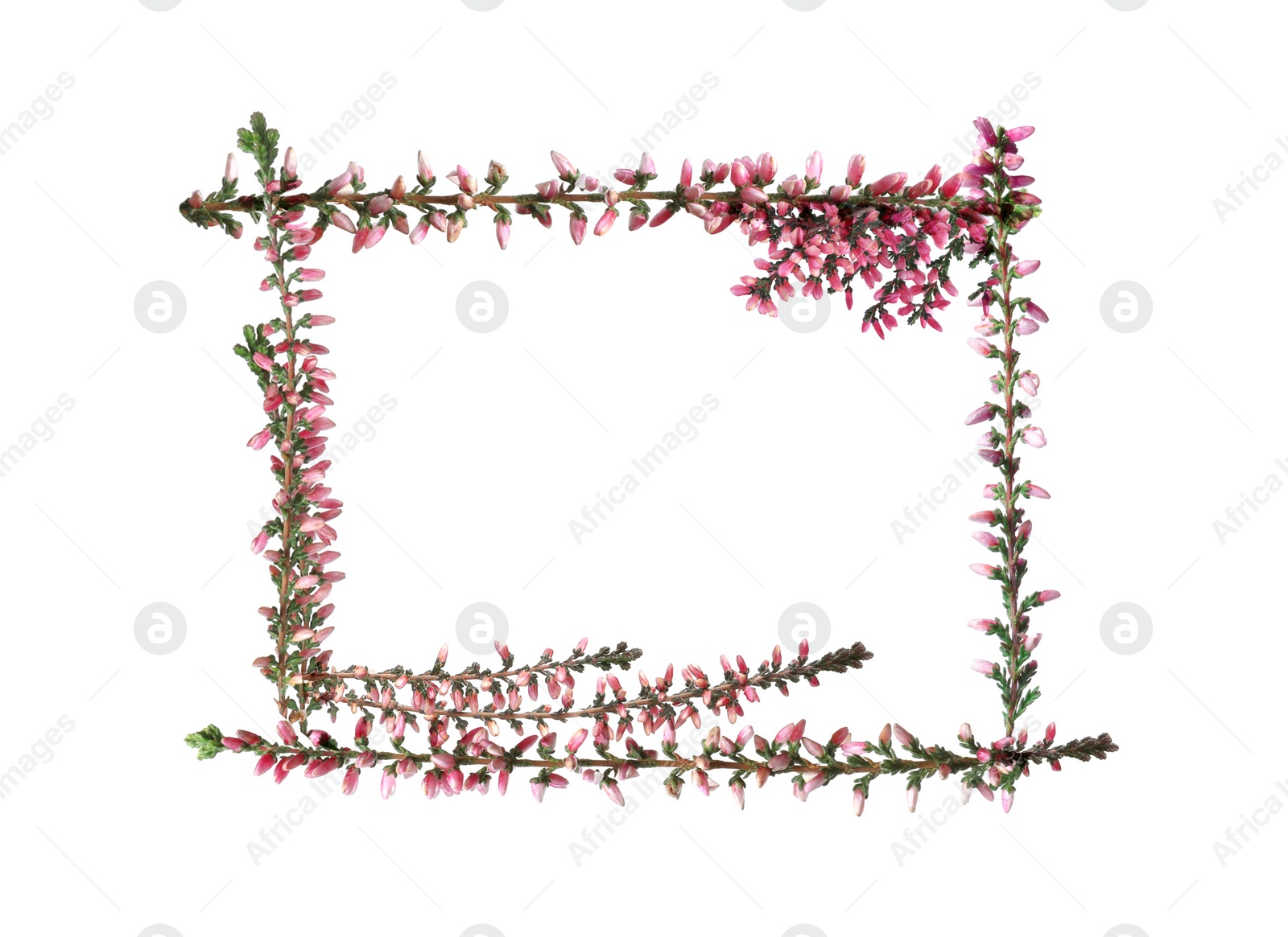 Image of Frame of heather branches with beautiful flowers on white background, top view. Space for text