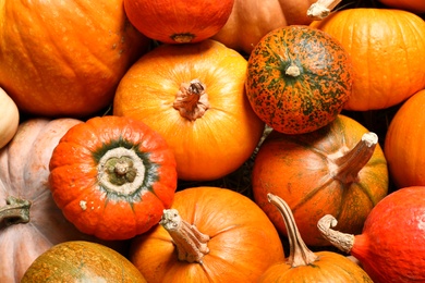 Many fresh ripe pumpkins as background, closeup. Holiday decoration