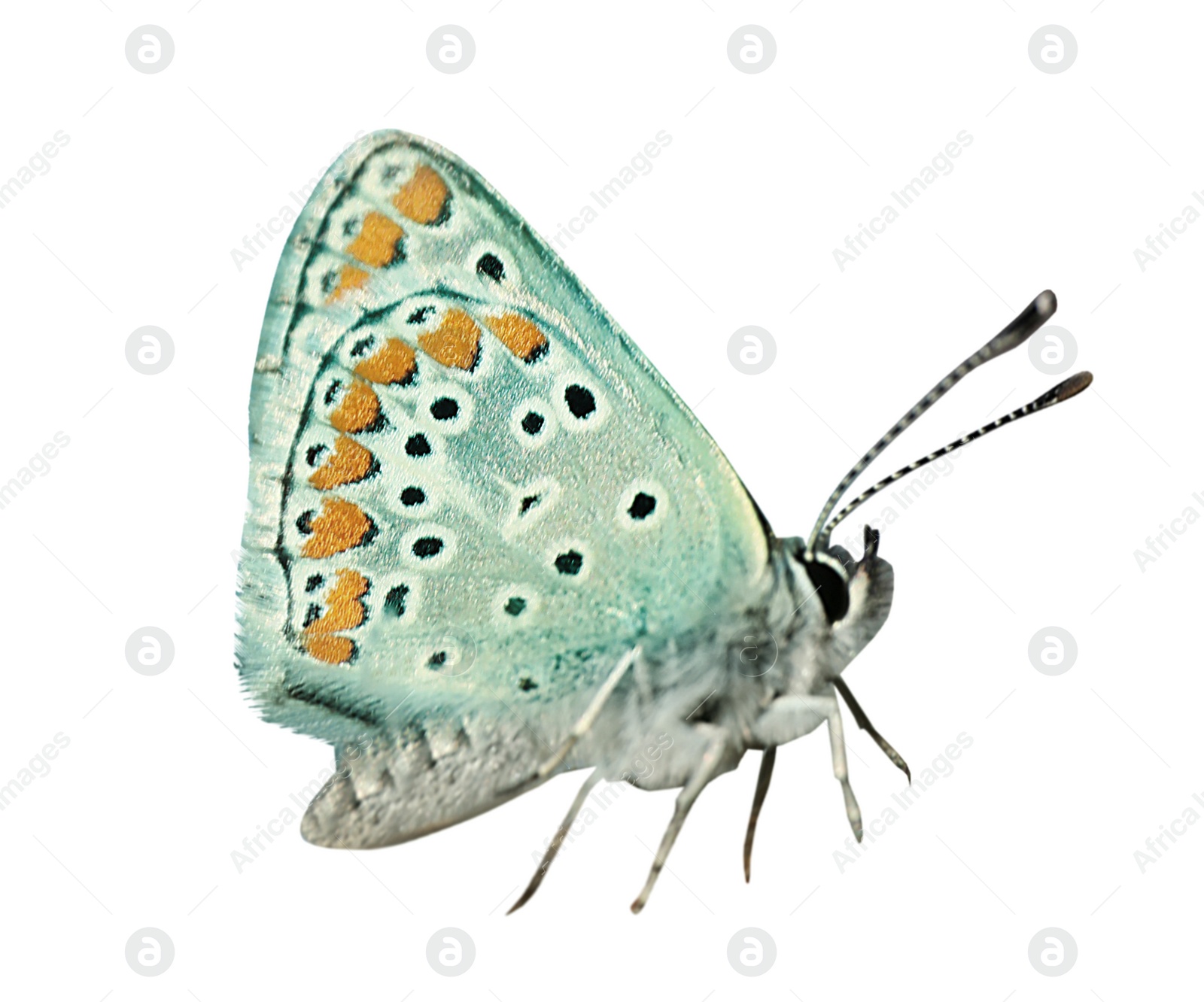 Image of Beautiful bright butterfly flying on white background