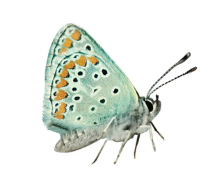 Beautiful bright butterfly flying on white background